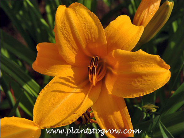 Daylily Gold Strike
6" golden yellow flowers on 36" plants. It starts blooming early July